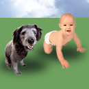 Preparing a dog for a baby in family graphic