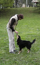 Dog training picture 1